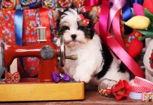 Embroidery Sewing Machines - What are Your Choices?