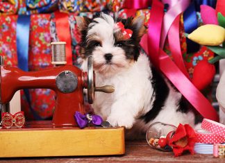 Embroidery Sewing Machines - What are Your Choices?